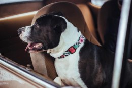 ZeeDog ZEE DOG Obroża Dla Psa Mahalo L