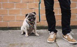 ZeeDog ZEE DOG Szelki Dla Psa Phantom Air Mesh L