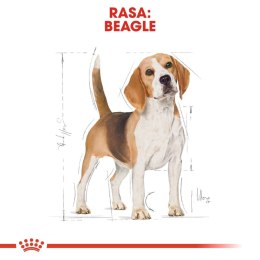 Royal Canin ROYAL CANIN Beagle Adult 12kg