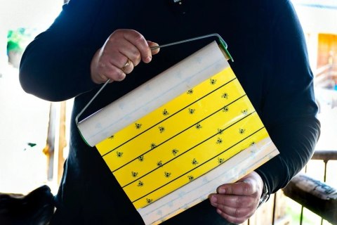 Kerbl Kerbl Lep Na Muchy W Rolce 7m