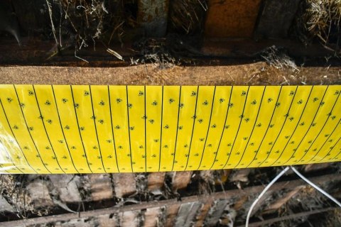 Kerbl Kerbl Lep Na Muchy W Rolce 7m