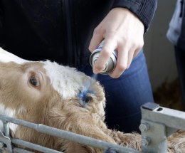 Kerbl Kerbl Niebieski Koloryzujący Spray Do Pielęgnacji Skóry Kopyt I Racic 200ml